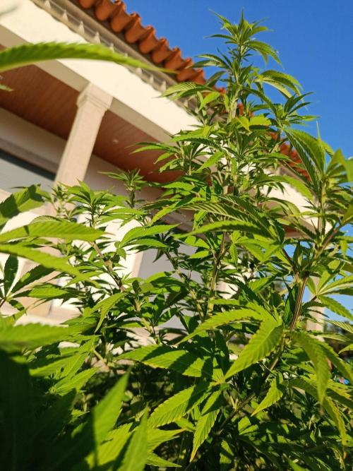 Banana Sherbet - Outdoor - Organic. Week 19