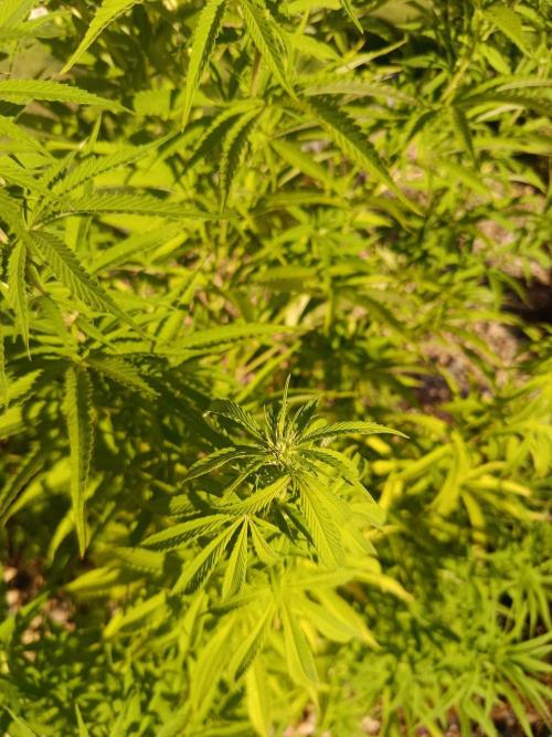 Northern Ligths 10/10 - Outdoor/Organic. Week 19