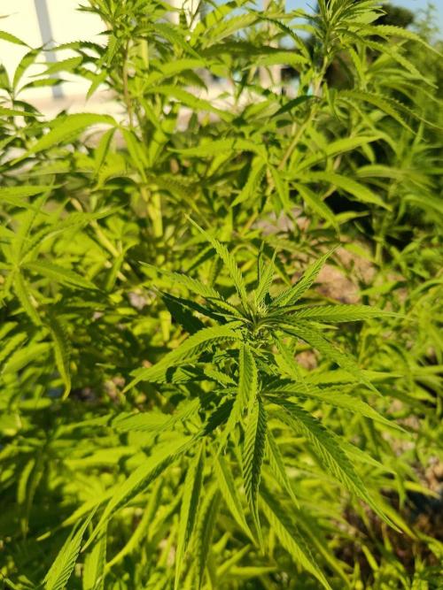 Northern Ligths 10/10 - Outdoor/Organic. Week 19