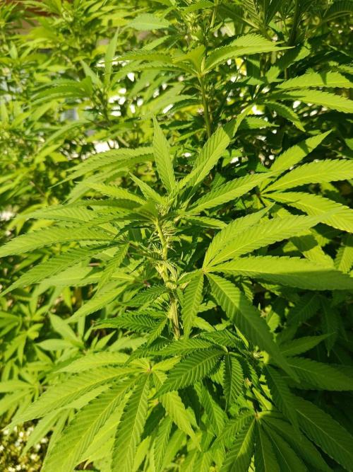 Banana Sherbet - Outdoor - Organic. Week 20