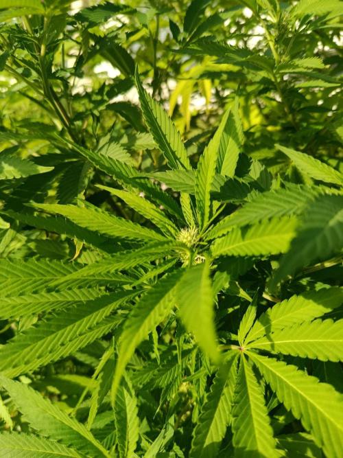 Banana Sherbet - Outdoor - Organic. Week 20