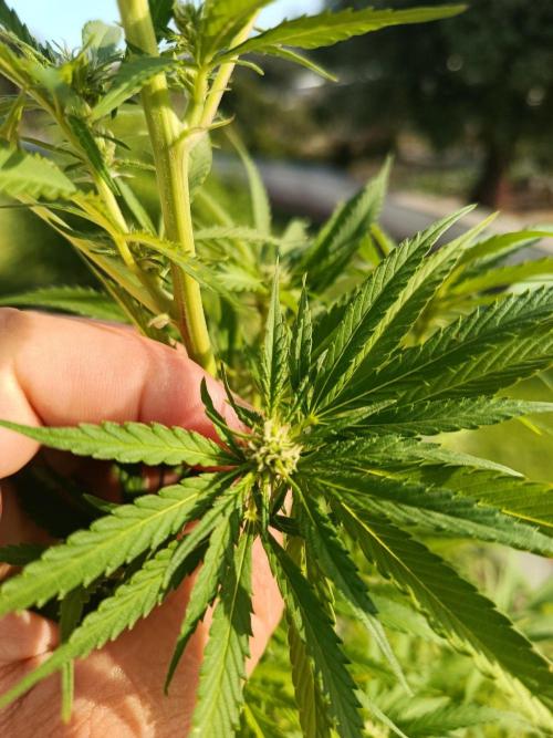 Northern Ligths 10/10 - Outdoor/Organic. Week 20