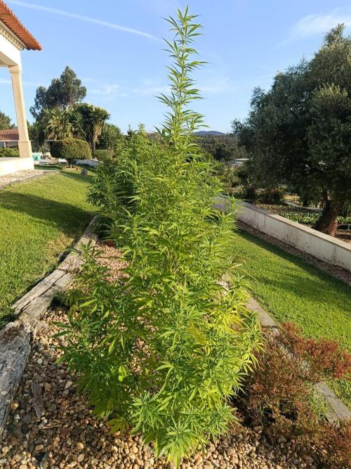 Northern Ligths 10/10 - Outdoor/Organic. Week 20