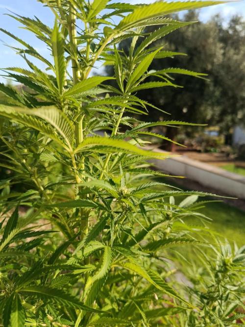 Northern Ligths 10/10 - Outdoor/Organic. Week 20
