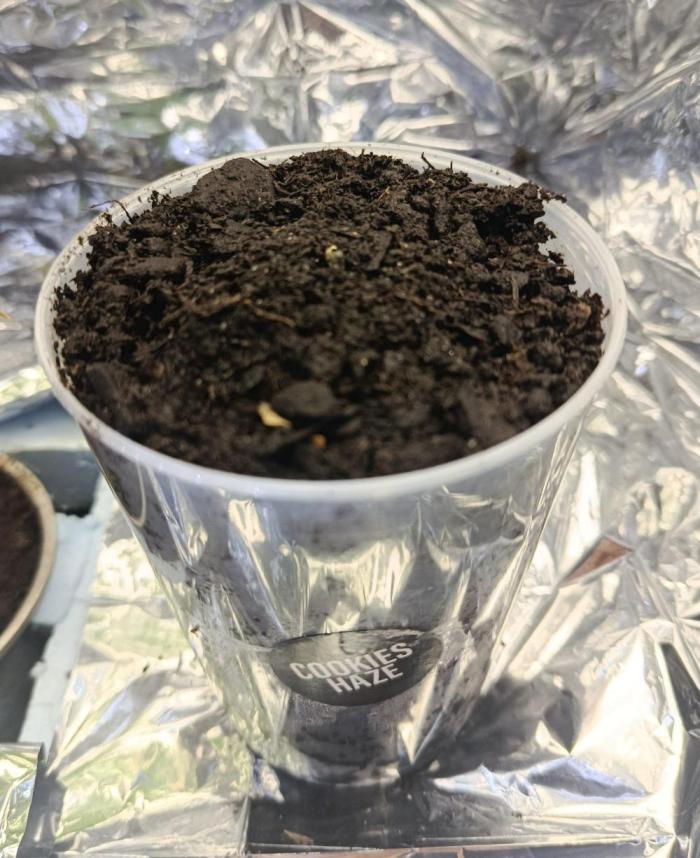 Cookies Haze - Organic - Outdoor. Week 0