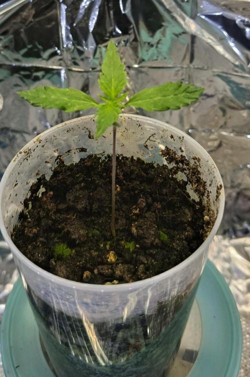 Cookies Haze. Week 4