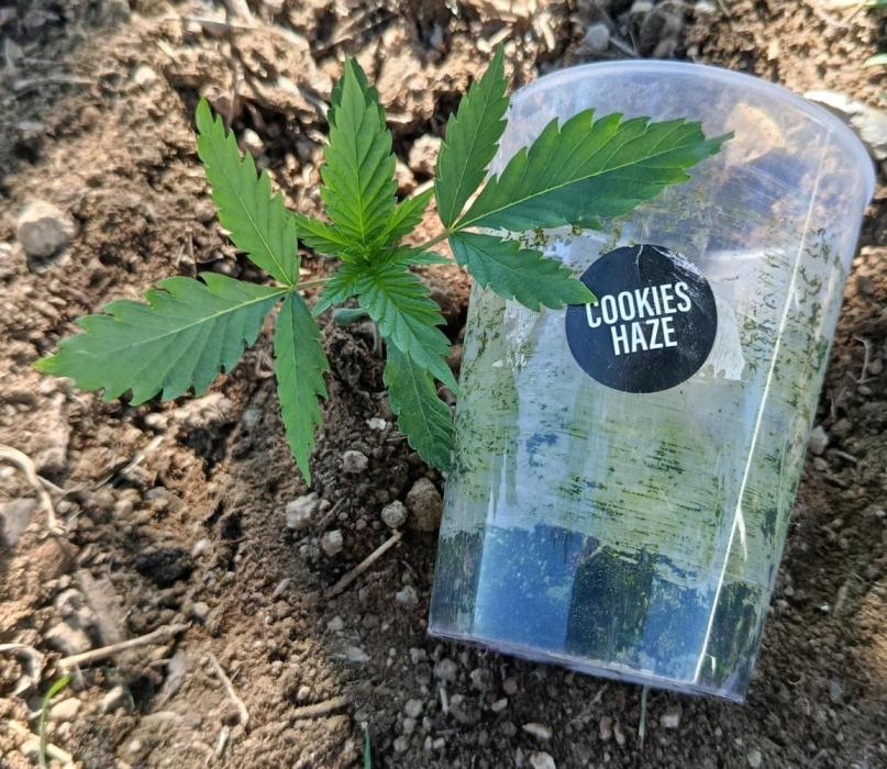 Cookies Haze - Organic - Outdoor. Week 7