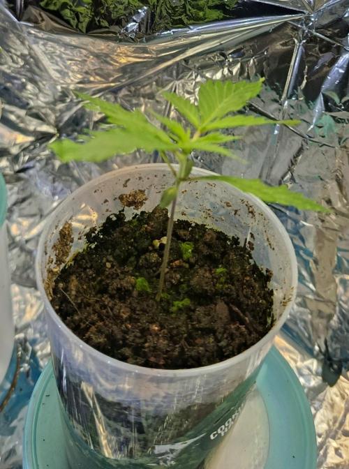 Cookies Haze. Week 5