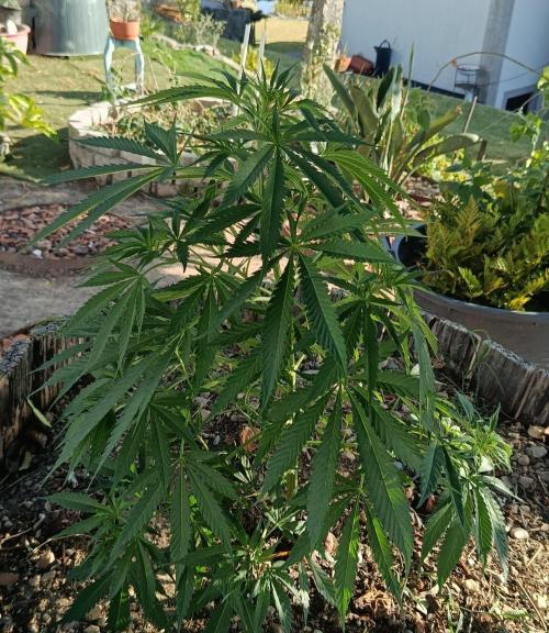 Cookies Haze. Week 12