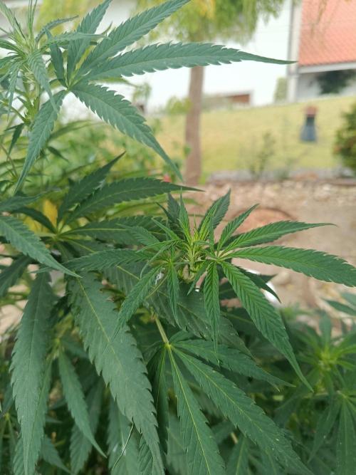 Cookies Haze - Organic - Outdoor. Week 16