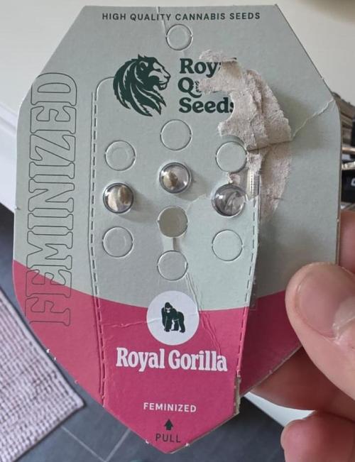 Royal Gorilla - Outdoor - Organic. Week 0