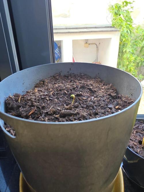 Royal Gorilla - Outdoor - Organic. Week 0