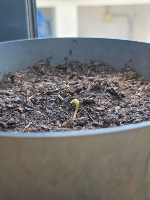 Royal Gorilla - Outdoor - Organic. Week 0