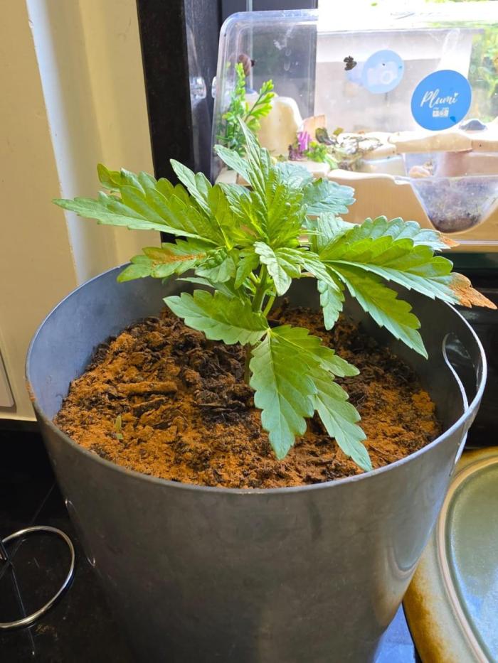 Royal Gorilla - Outdoor - Organic. Week 4