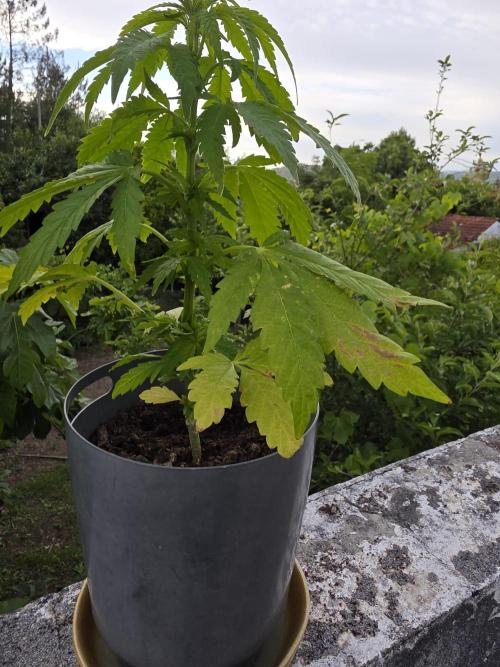 Royal Gorilla - Outdoor - Organic. Week 7