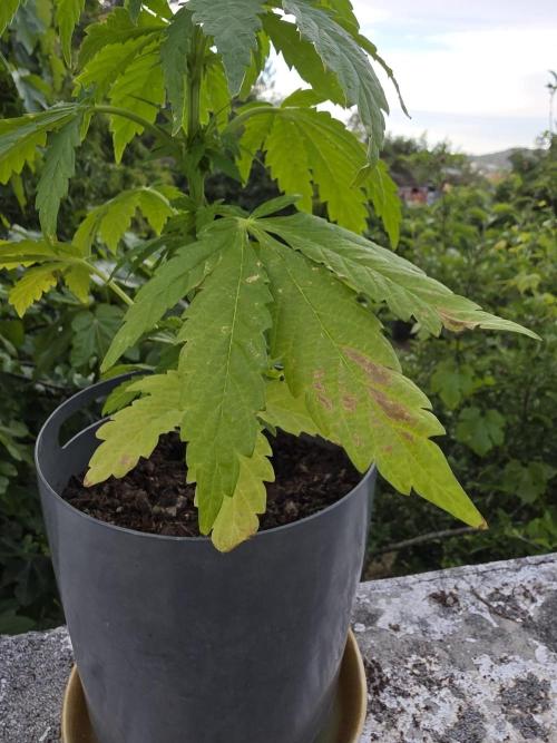Royal Gorilla - Outdoor - Organic. Week 7