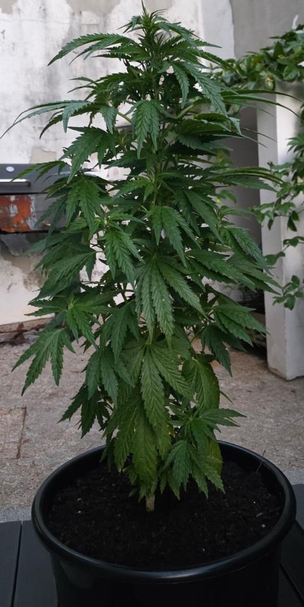 Royal Gorilla - Outdoor - Organic. Week 11