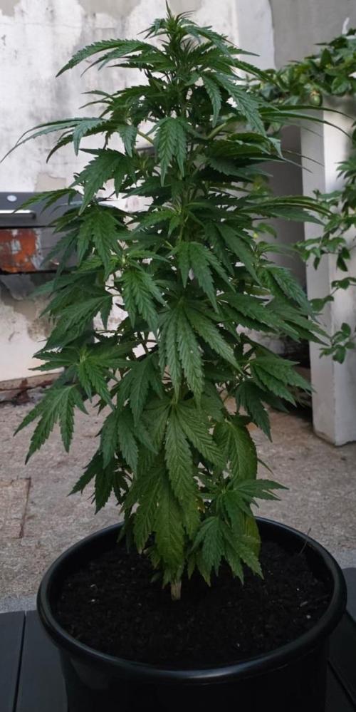 Royal Gorilla. Week 13