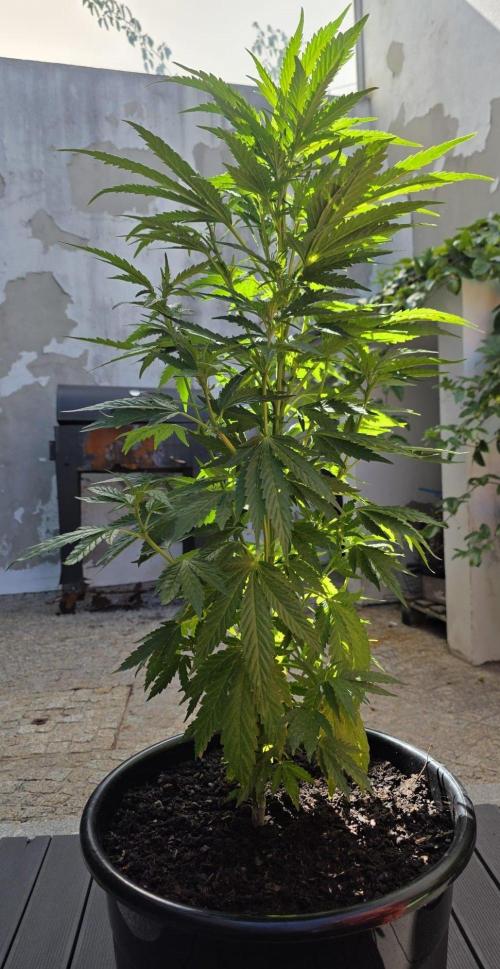 Royal Gorilla - Outdoor - Organic. Week 12