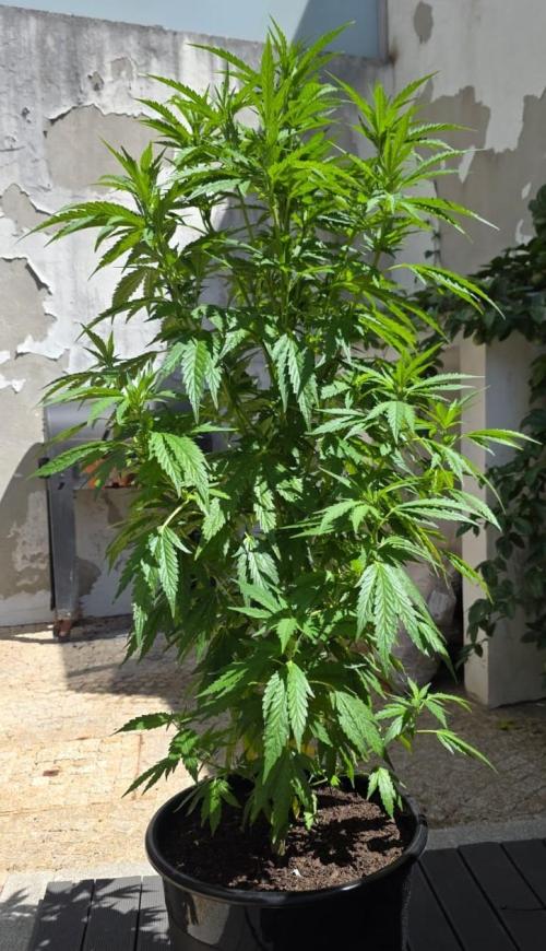 Royal Gorilla. Week 17