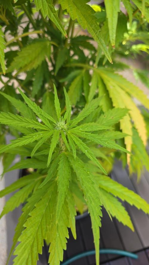 Royal Gorilla - Outdoor - Organic. Week 17
