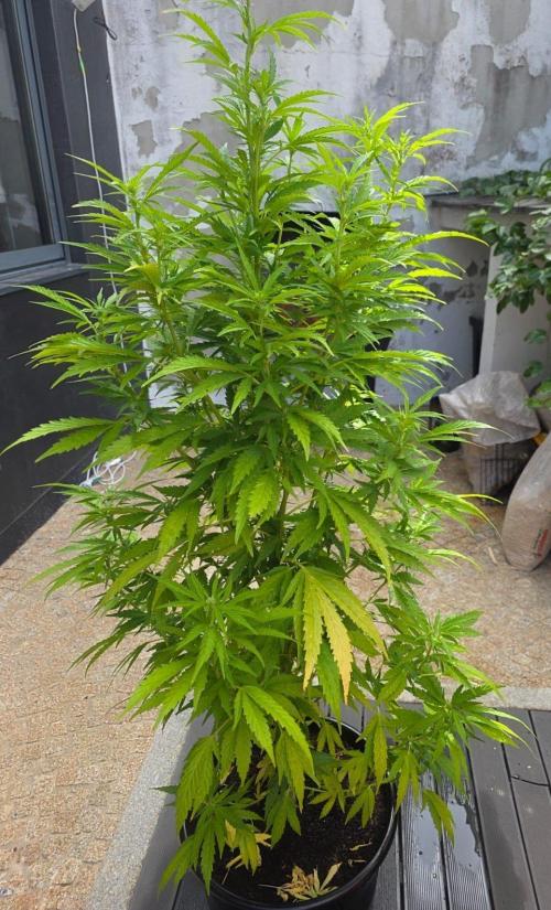 Royal Gorilla - Outdoor - Organic. Week 17