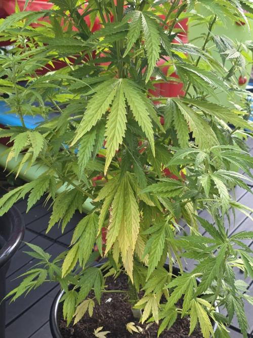 Royal Gorilla - Outdoor - Organic. Week 17