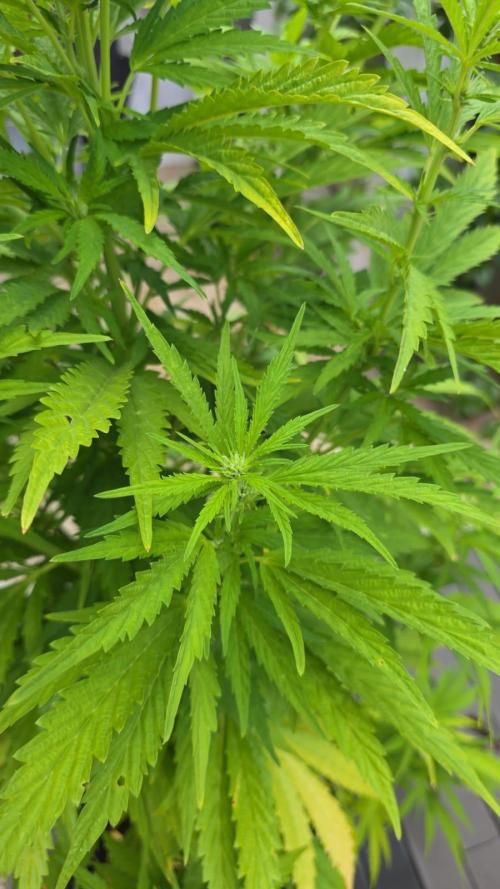 Royal Gorilla - Outdoor - Organic. Week 17