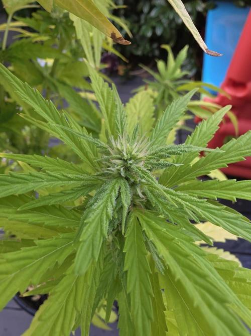 Royal Gorilla - Outdoor - Organic. Week 21
