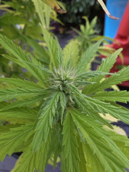 Royal Gorilla - Outdoor - Organic. Week 21