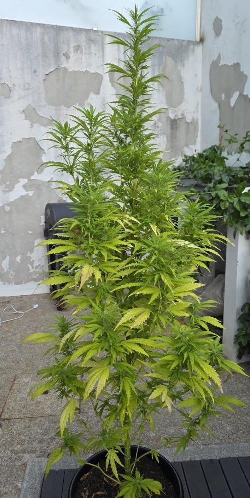 Royal Gorilla - Outdoor - Organic. Week 21