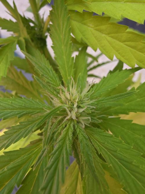 Royal Gorilla - Outdoor - Organic. Week 21