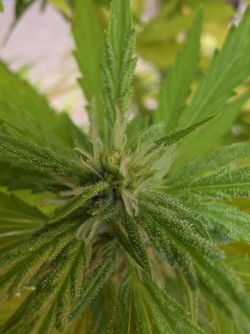Royal Gorilla - Outdoor - Organic. Week 21