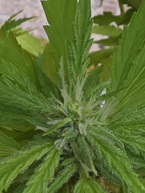 Royal Gorilla - Outdoor - Organic. Week 21