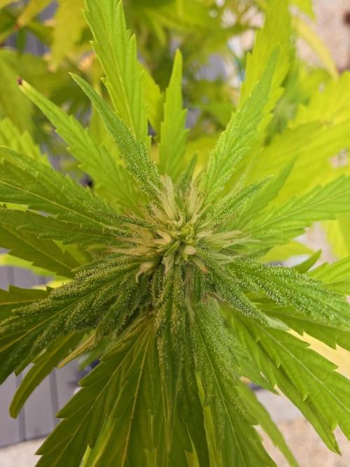 Royal Gorilla - Outdoor - Organic. Week 21