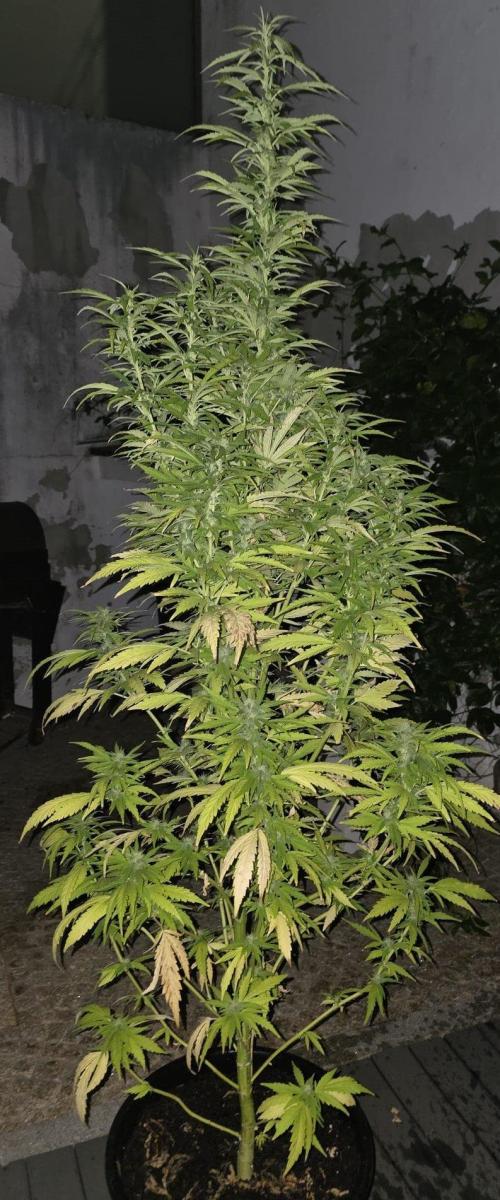 Royal Gorilla - Outdoor - Organic. Week 22