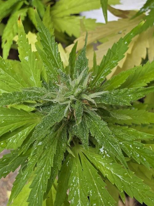 Royal Gorilla - Outdoor - Organic. Week 22
