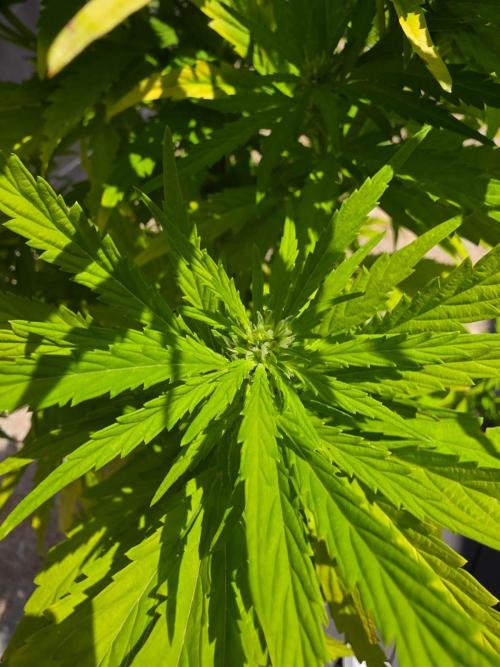 Royal Gorilla - Outdoor - Organic. Week 20