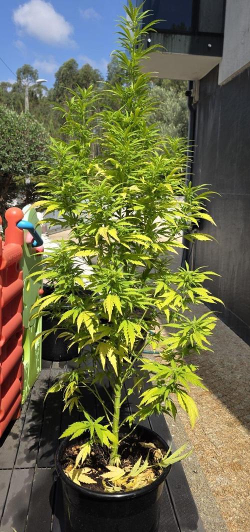 Royal Gorilla - Outdoor - Organic. Week 20