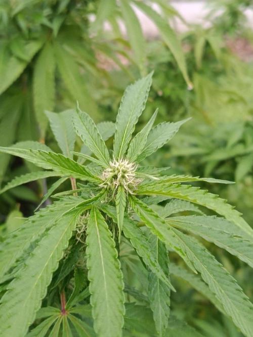 Banana Sherbet - Outdoor - Organic. Week 21
