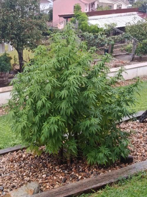 Banana Sherbet - Outdoor - Organic. Week 21