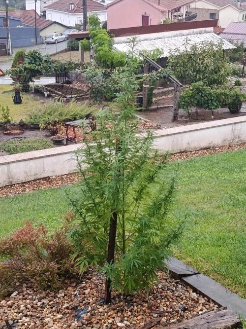 Northern Ligths 10/10 - Outdoor/Organic. Week 21