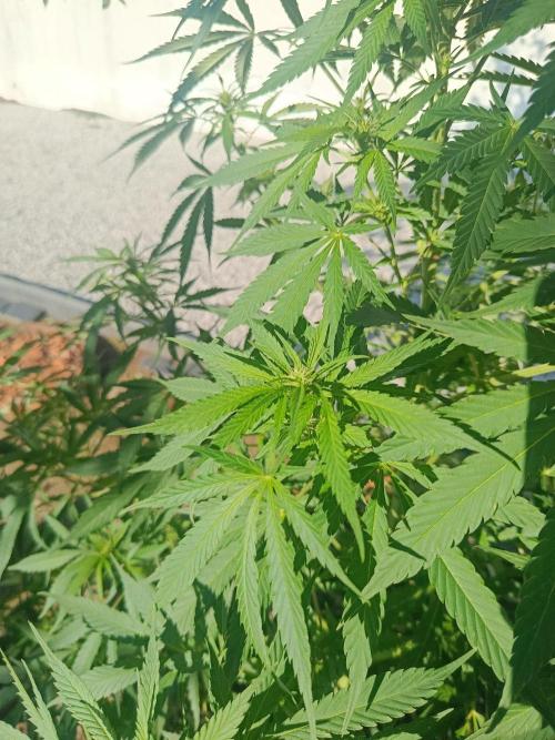 Cookies Haze. Week 18