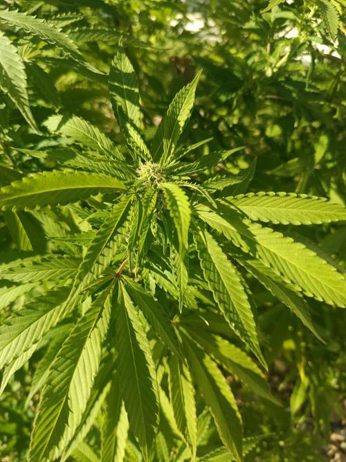 Banana Sherbet - Outdoor - Organic. Week 22
