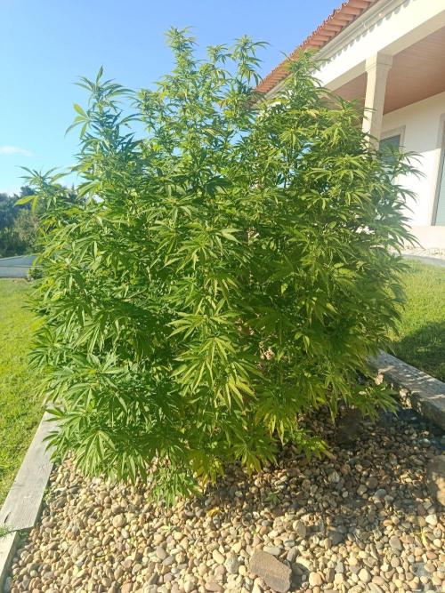 Banana Sherbet - Outdoor - Organic. Week 22