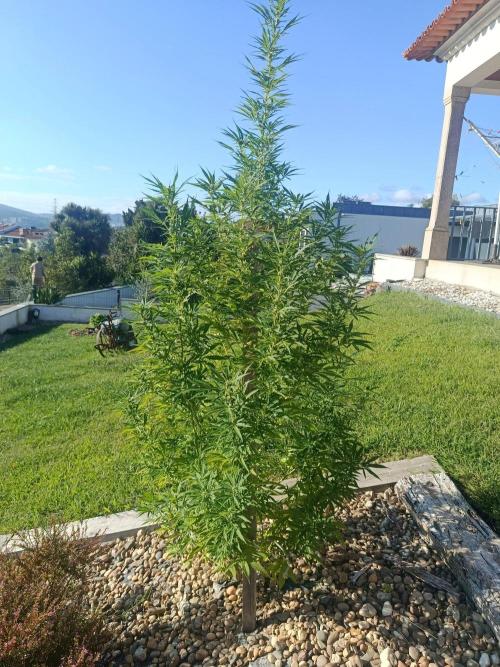 Northern Ligths 10/10 - Outdoor/Organic. Week 22