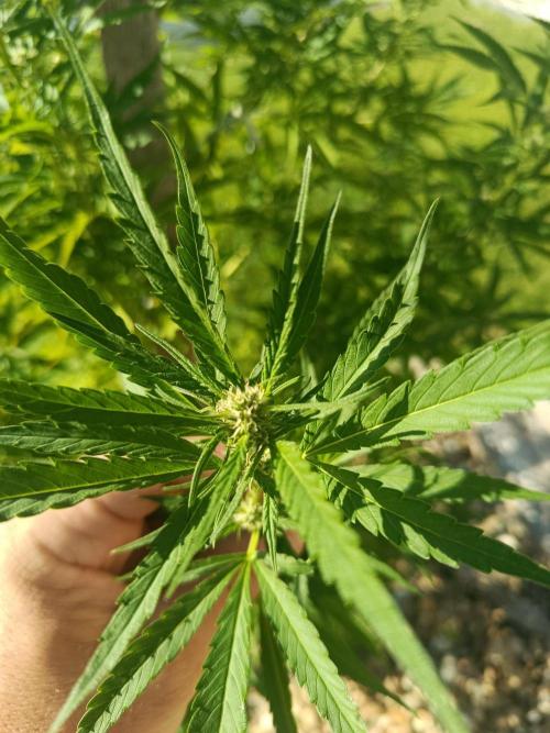 Northern Ligths 10/10 - Outdoor/Organic. Week 22