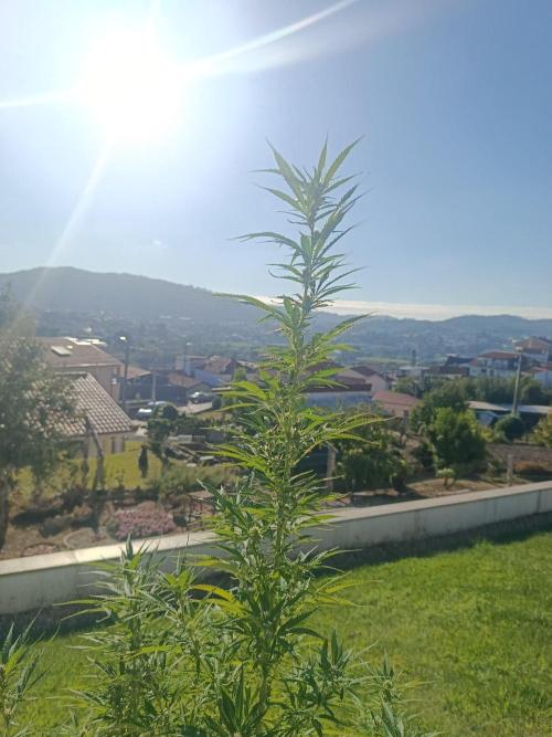 Northern Ligths 10/10 - Outdoor/Organic. Week 22