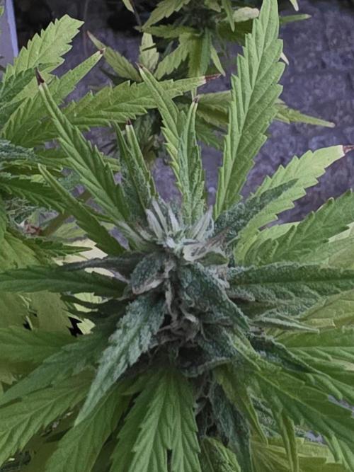 Royal Gorilla - Outdoor - Organic. Week 23