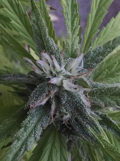 Royal Gorilla - Outdoor - Organic. Week 23